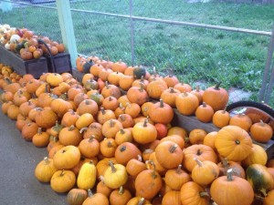 pumpkins6